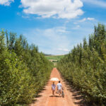 Select Green Hotels Babylonstoren