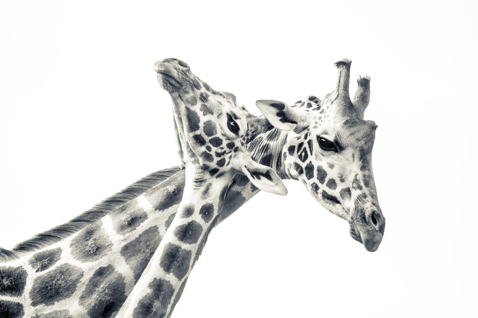 Select Green Hotels Giraffe Manor Nairobi