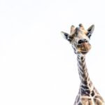 Select Green Hotels Giraffe Manor Nairobi