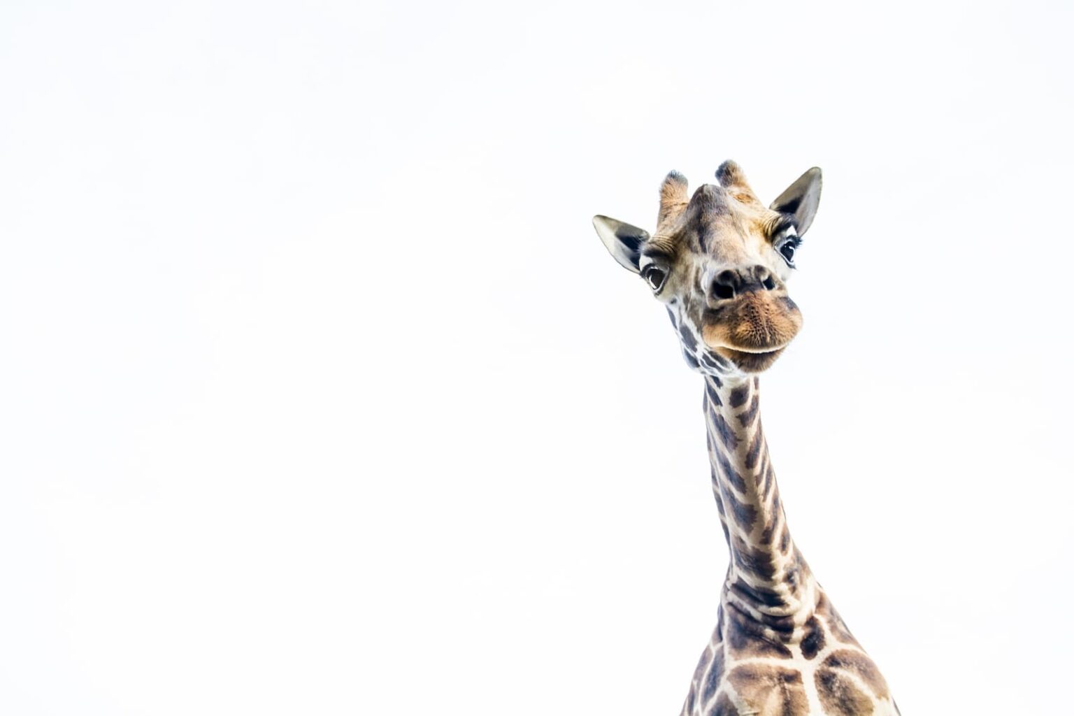 Select Green Hotels Giraffe Manor Nairobi