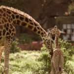 Select Green Hotels Giraffe Manor Nairobi Daisy with Baby Giraffe