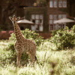 Select Green Hotels Giraffe Manor Nairobi