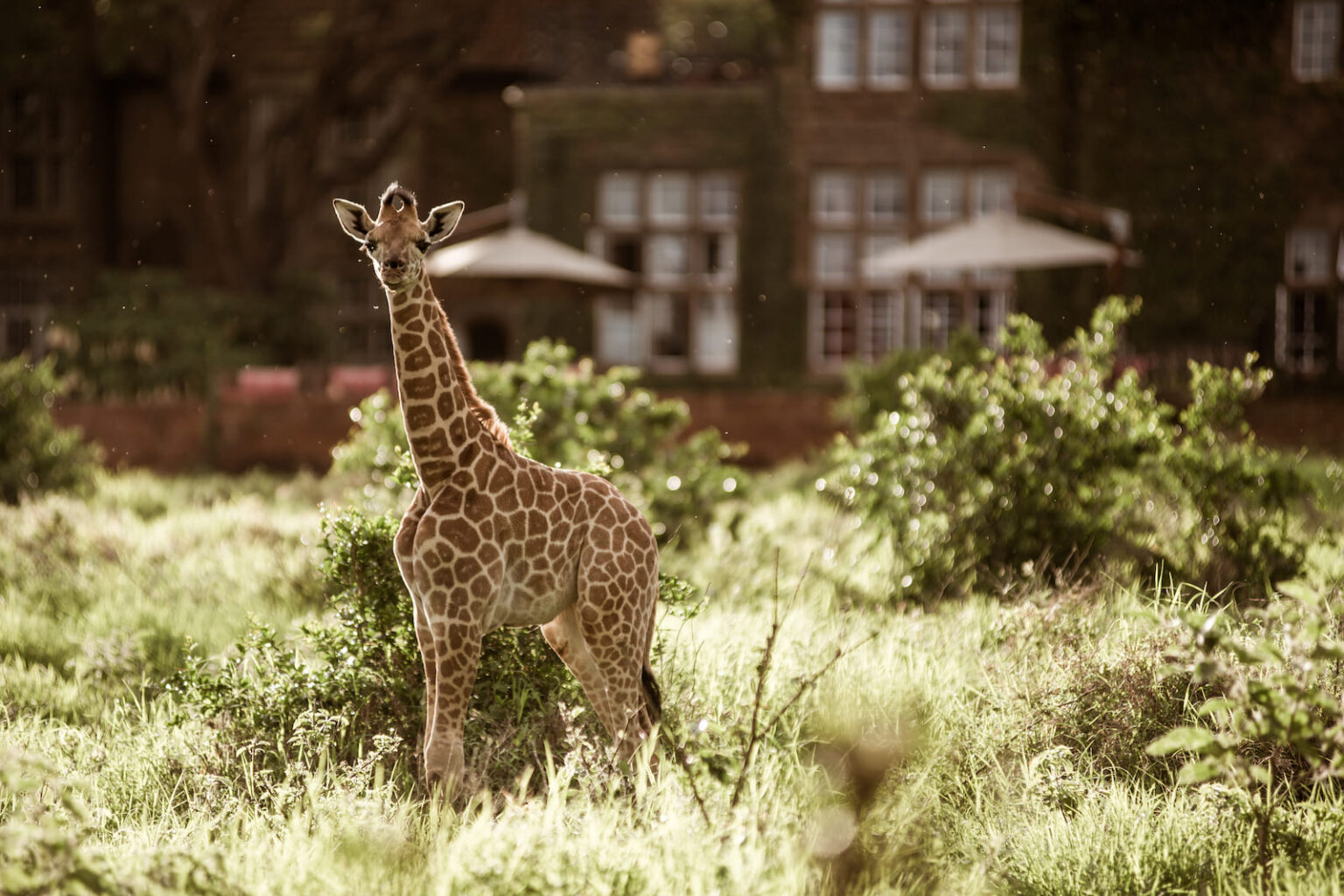 Select Green Hotels Giraffe Manor Nairobi