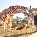 Select Green Hotels Giraffe Manor Nairobi
