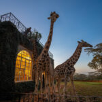 Select Green Hotels Giraffe Manor Nairobi