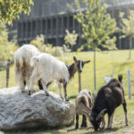 AKI Family Resort Plose Familienhotel mit Wellness für Erwachsenen in Südtirol Ziegen