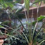 Select Green Hotels Hotel Jakarta Amsterdam subtropical lobby