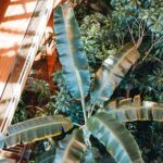 Select Green Hotels Hotel Jakarta Amsterdam palm trea