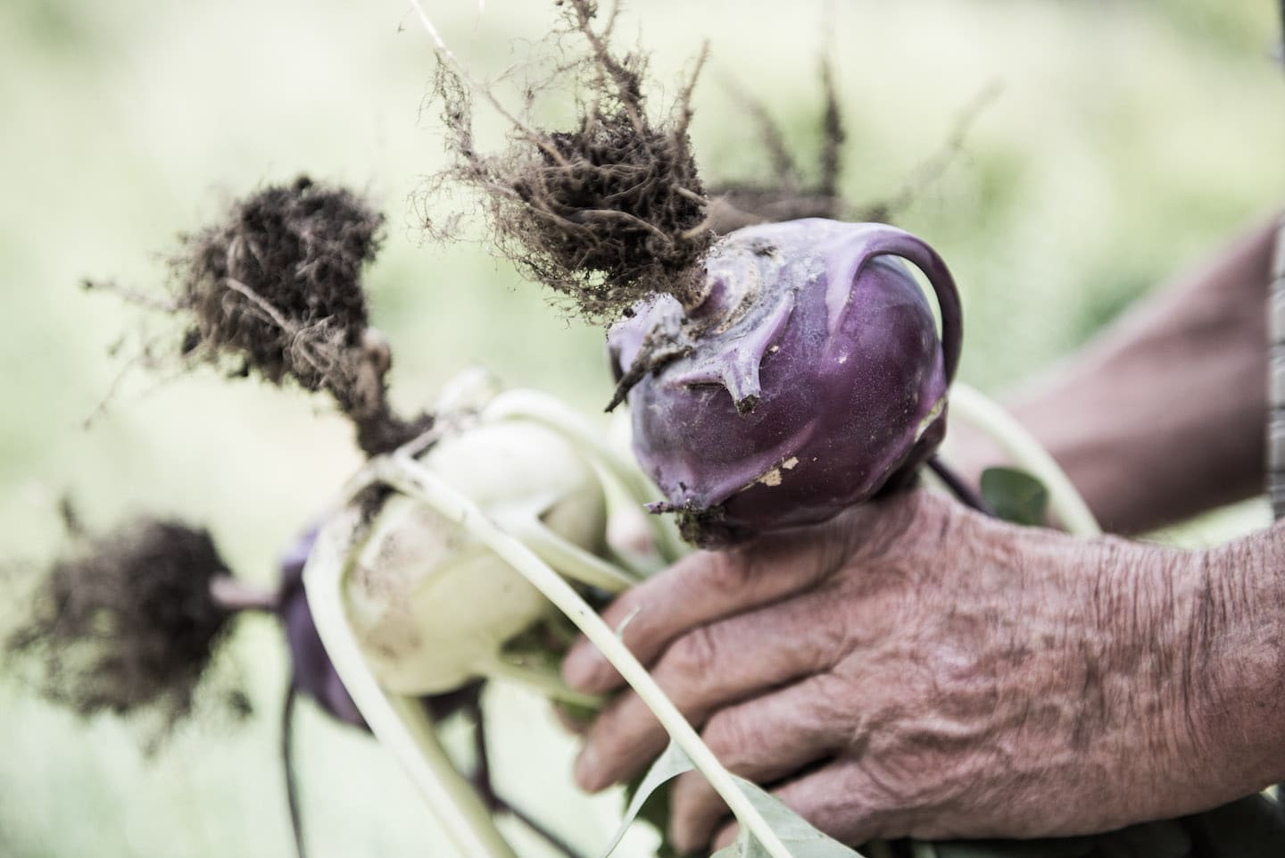 Select Green Hotels Tauber's Bio Vitalhotel vegetables healthy food