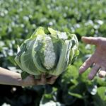 Select Green Hotels Tauber's Bio Vitalhotel healthy vegetables