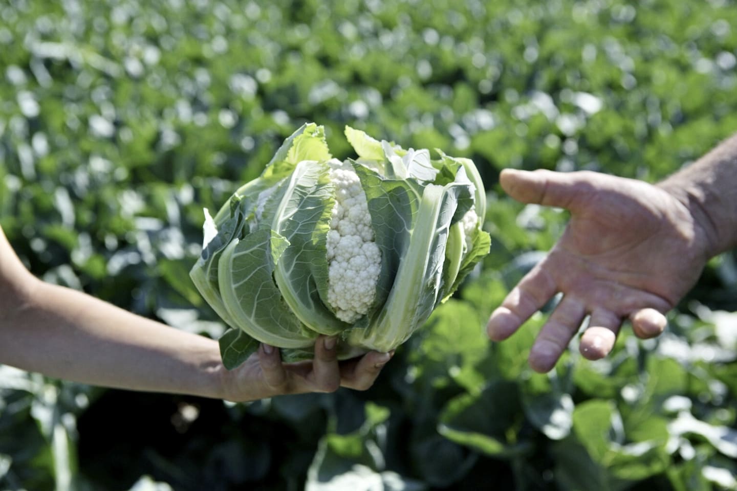 Select Green Hotels Tauber's Bio Vitalhotel vegetables healthy food