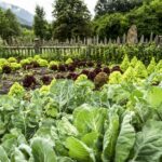 Select Green Hotels Tauber's Bio Vitalhotel vegetable garden