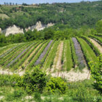 Select Green Hotels Casa di Langa