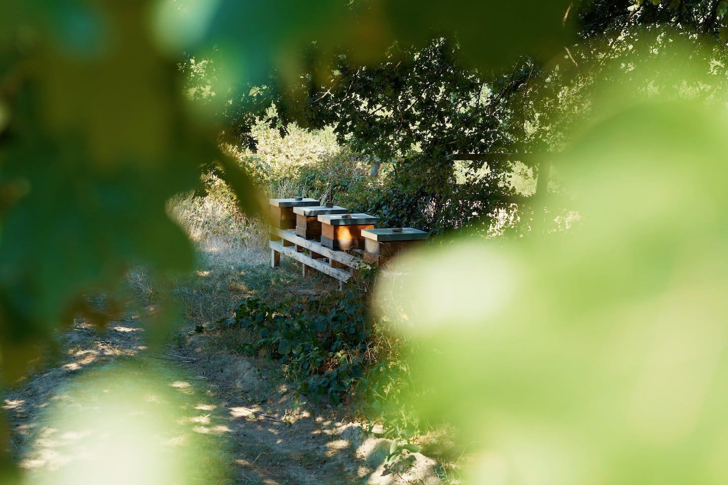 Select Green Hotels Luchs Lindenberg