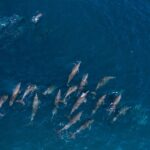 Select Green Hotels LUX Le Morne Delphine