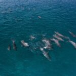 Select Green Hotels LUX Le Morne Delphine