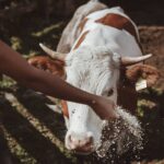 Select Green Hotels Mea Via - the Slow Farm Hotel kühe