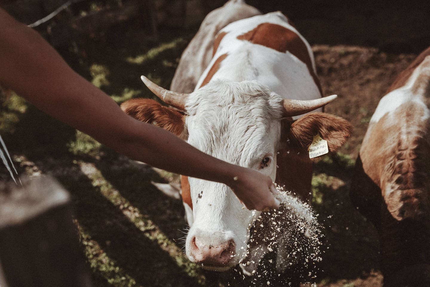 Select Green Hotels Mea Via - the Slow Farm Hotel kühe