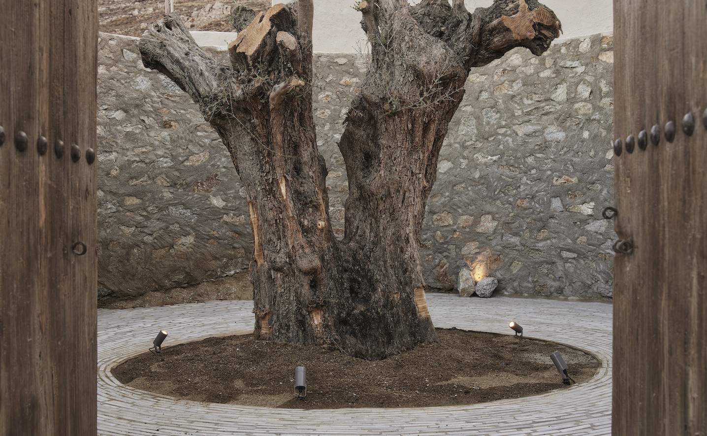 Select Green Hotels Nomad Mykonos Olivenbaum