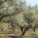 Select Green Hotels Riad Siwan