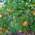 Select Green Hotels Riad Siwan fruit