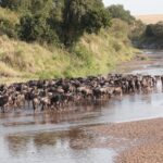 Select Green Hotels Sala's Camp - Masai Mara animals river