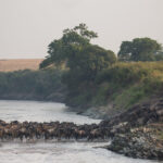 Select Green Hotels Sala's Camp - Masai Mara river migration animals