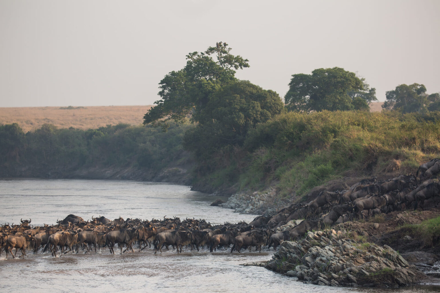 Select Green Hotels Sala's Camp - Masai Mara river migration animals