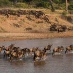 Select Green Hotels Sala's Camp - Masai Mara river migration animals
