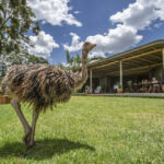 Select Green Hotels Sala's Camp - Masai Mara animals