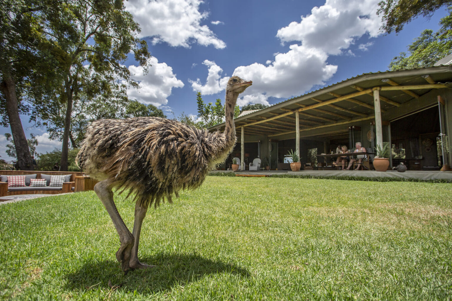 Select Green Hotels Sala's Camp - Masai Mara animals