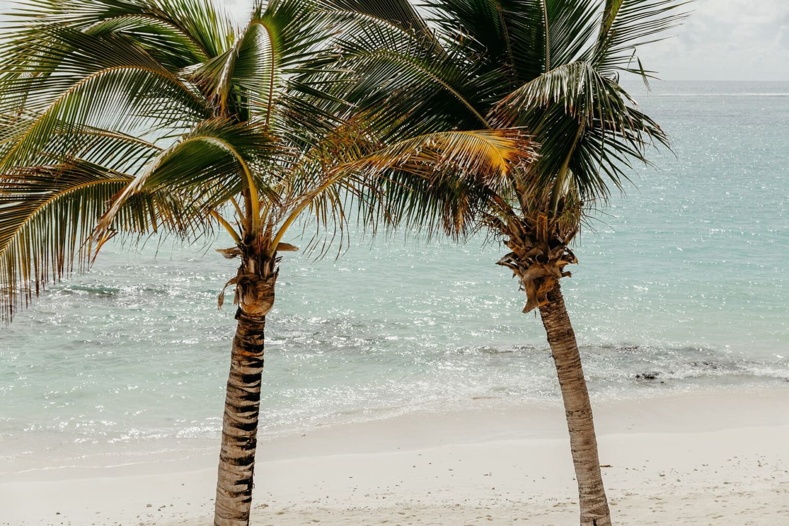 Select Green Hotels SALT of Palmar palm trees ocean