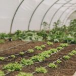 Select Green Hotels Santa Bárbara Eco-Beach Resort vegetable garden