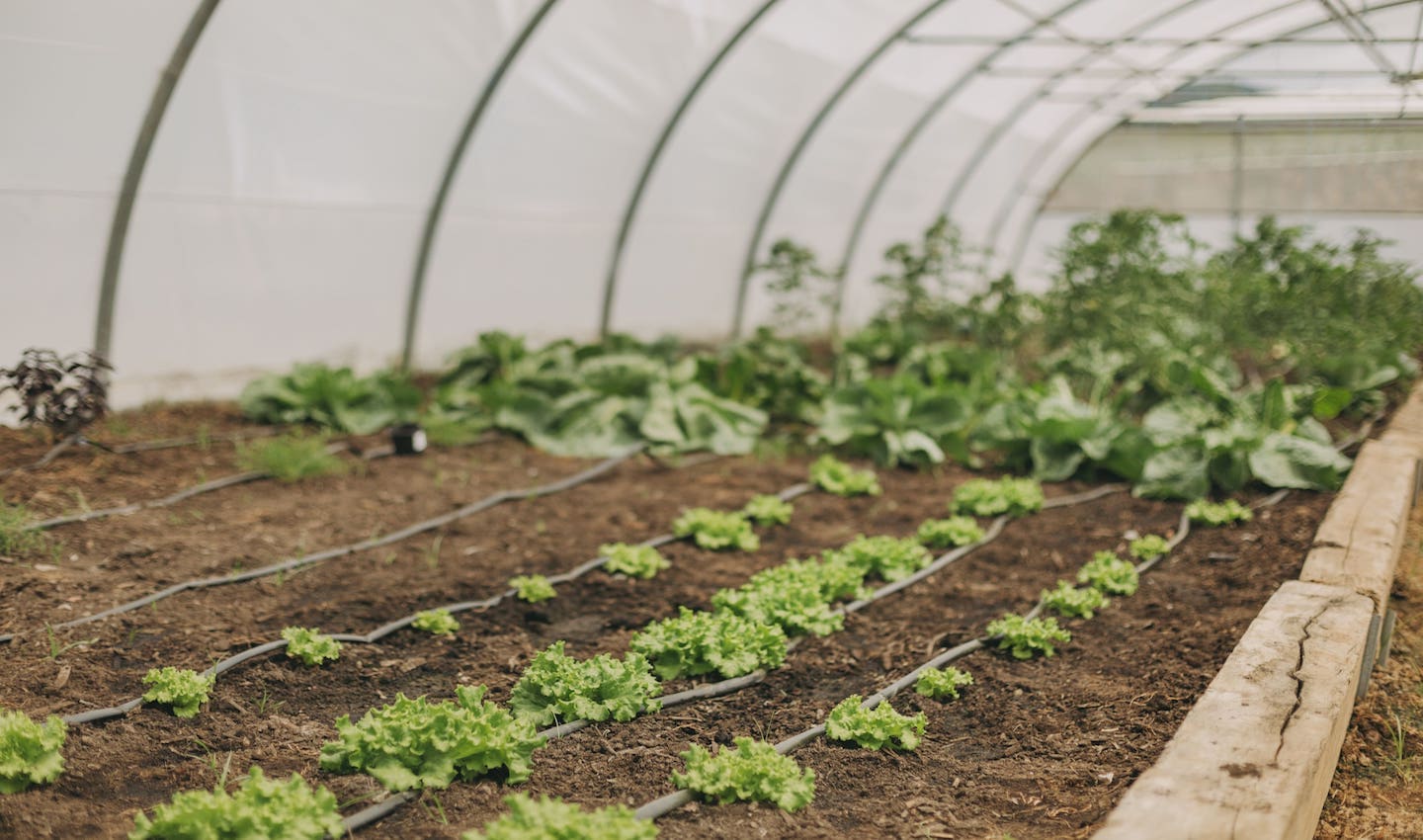 Select Green Hotels Santa Bárbara Eco-Beach Resort vegetable garden