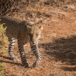 Select Green Hotels Sasaab Safari Lodge leopard