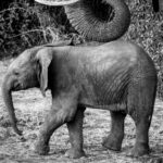 Select Green Hotels Sasaab Safari Lodge elephant