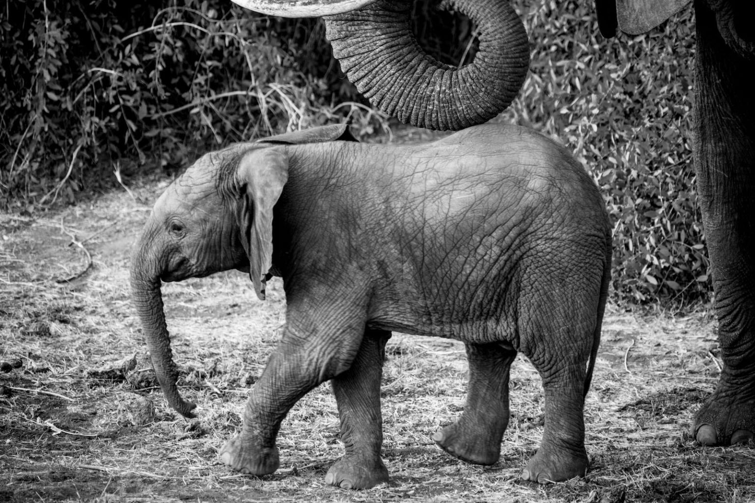 Select Green Hotels Sasaab Safari Lodge elephant