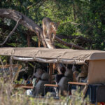 Select Green Hotels Sasaab Safari Lodge female lion