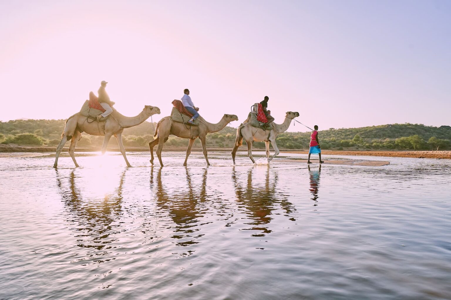 Select Green Hotels Sasaab Safari Lodge camels