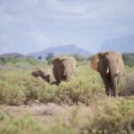 Select Green Hotels Sasaab Safari Lodge elephants