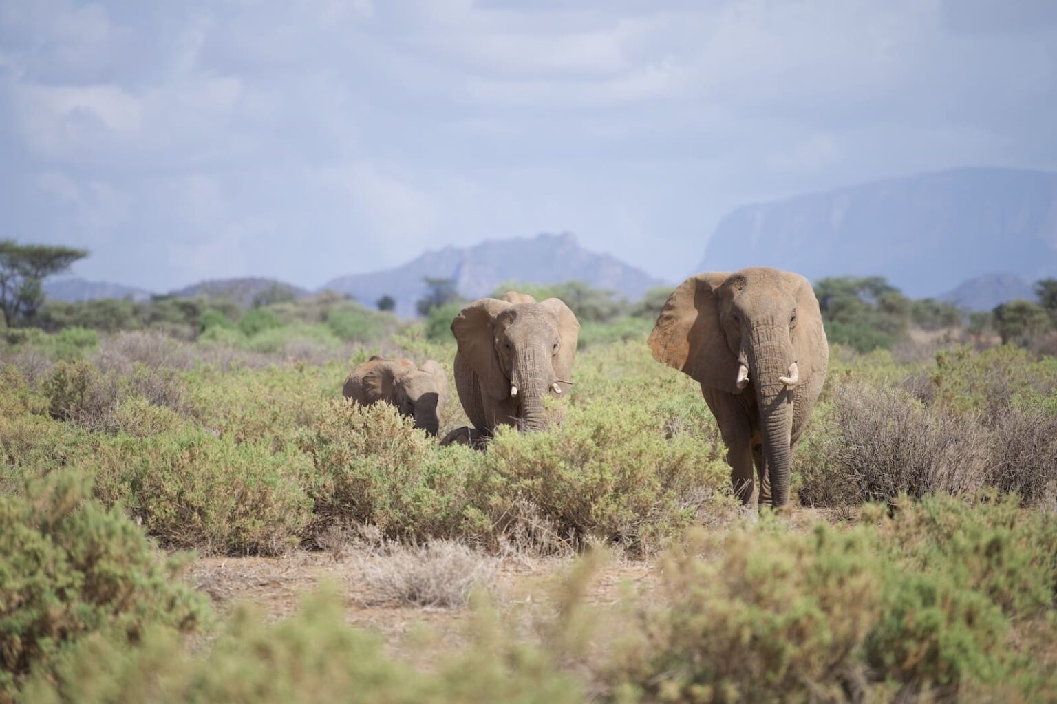Select Green Hotels Sasaab Safari Lodge elephants