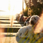 Select Green Hotels SeeSoo Paros Hund mit Sonnenuntergang am Meer