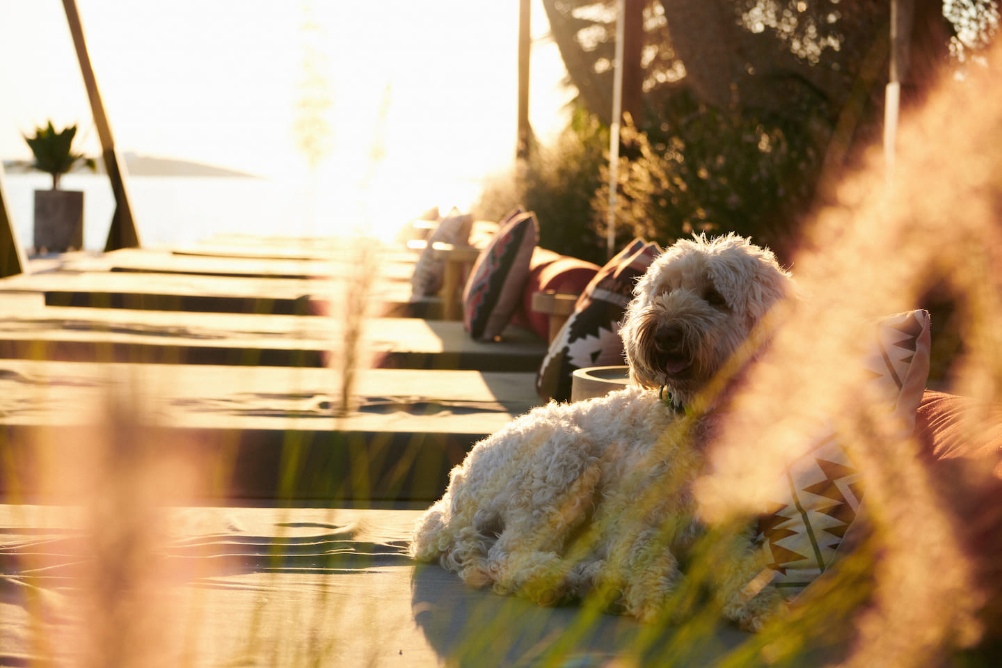 Select Green Hotels SeeSoo Paros Hund mit Sonnenuntergang am Meer