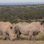 Select Green Hotels Solio Lodge rhino safari exterior