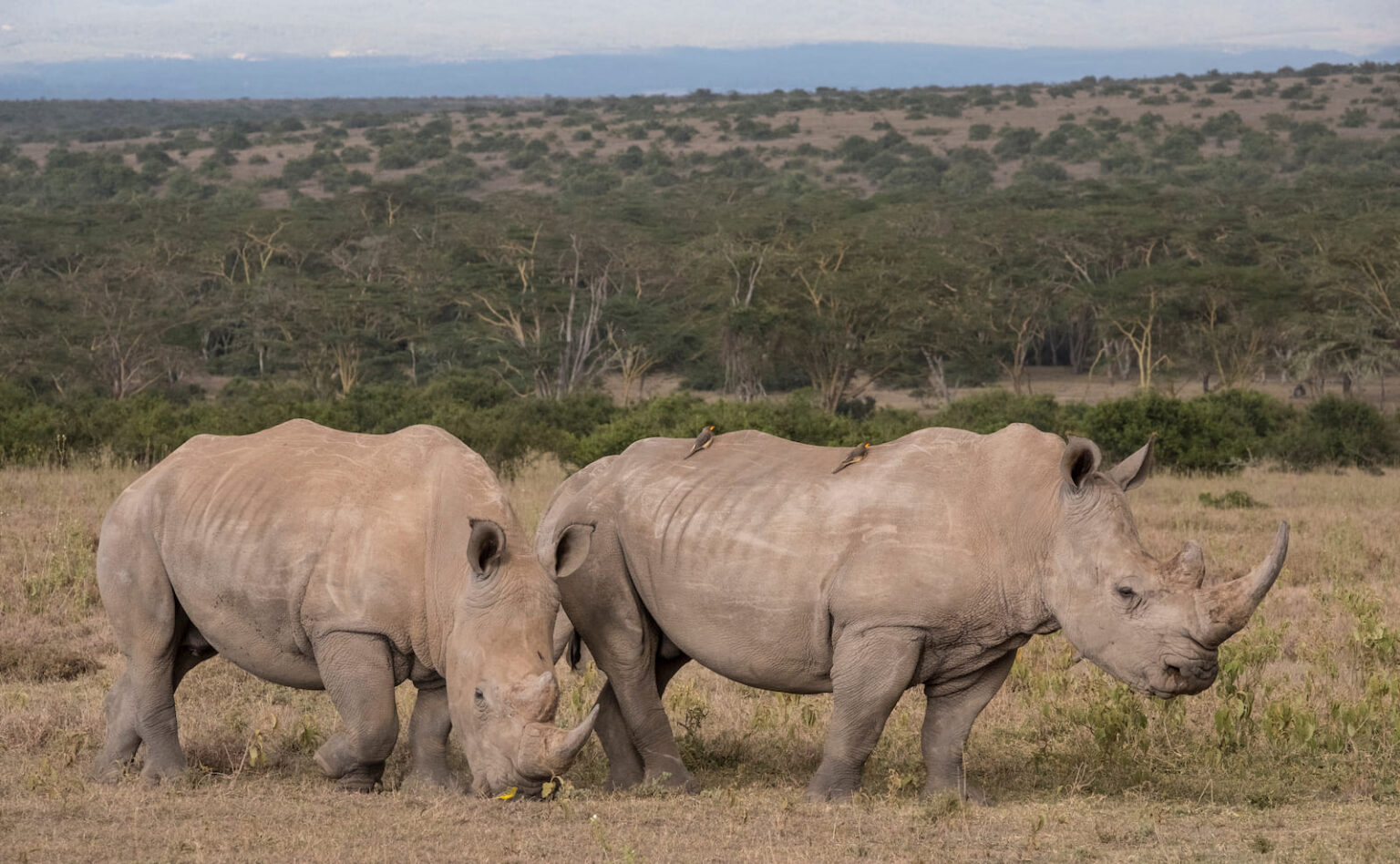 Select Green Hotels Solio Lodge rhino safari exterior