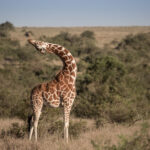 Select Green Hotels Solio Lodge giraffe safari exterior