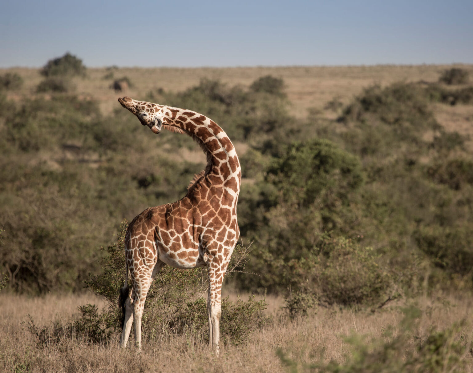 Select Green Hotels Solio Lodge giraffe safari exterior