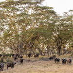 Select Green Hotels Solio Lodge gerd of buffaloes exterior safari