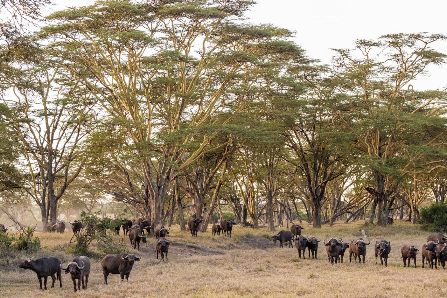 Select Green Hotels Solio Lodge gerd of buffaloes exterior safari