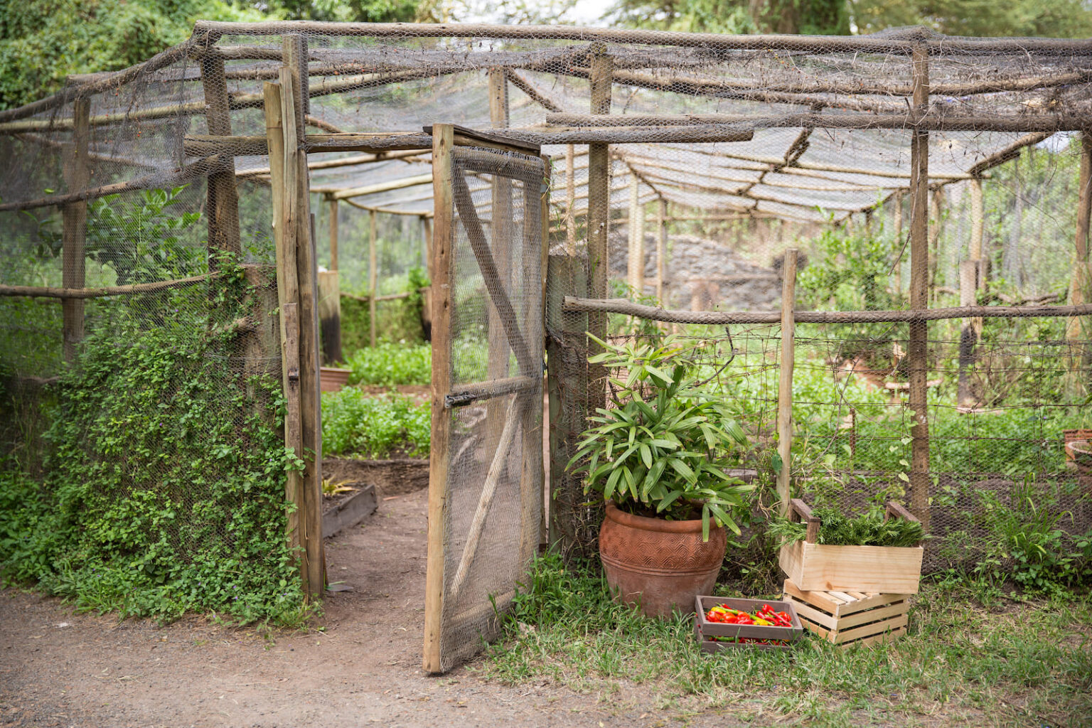 Select Green Hotels Solio Lodge vegetable garden